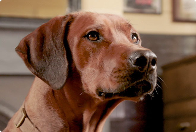 A chocolate coloured Rhodesian Ridgeback patiently waiting for some food