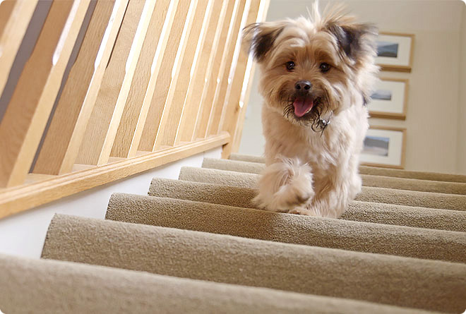 A picture of a Yorkshire Terrier running down carpeted stairs